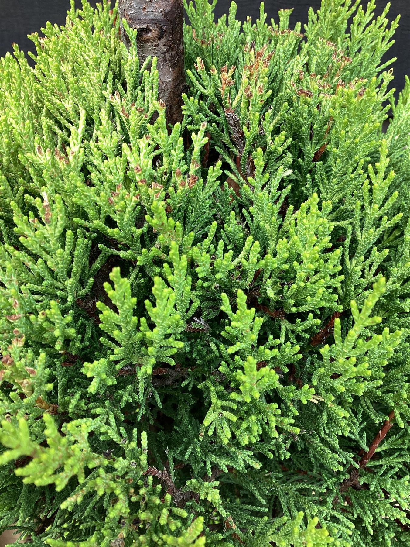 Cupressus macrocarpa 'Goldcrest' | Monterey cypress 'Goldcrest' - 3 Ball - 180-190cm, 20lt