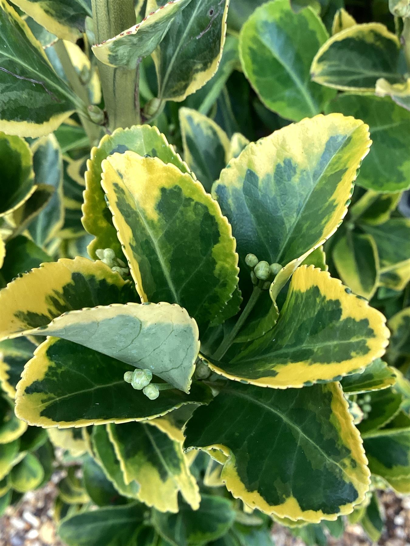 Euonymus japonicus 'Aureus'