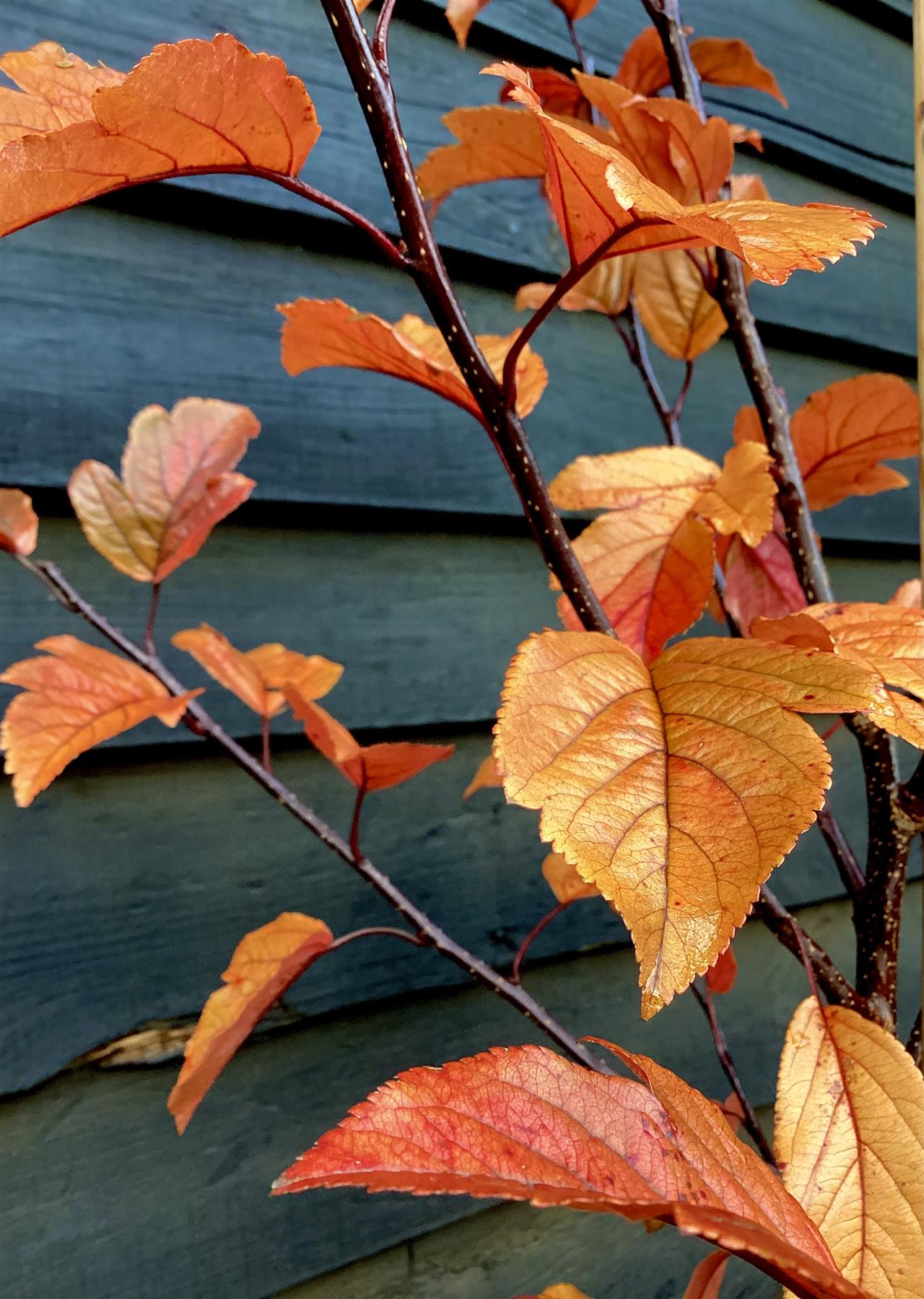 Crab apple | Malus toringo 'Scarlett' - 160-180cm - 12lt