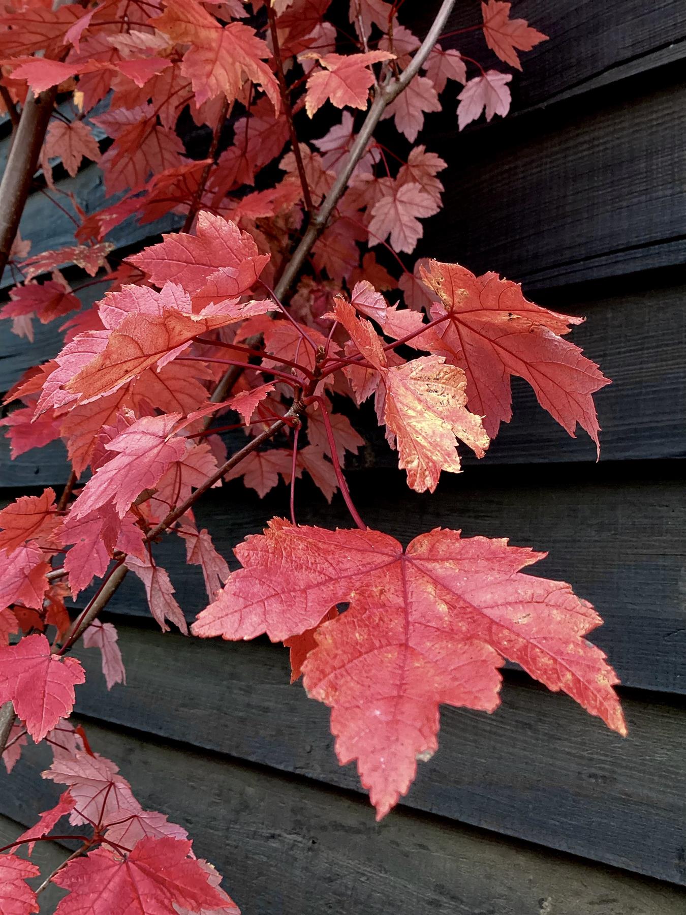 Acer Rubrum Redpointe Maple | Redpointe Red Maple 1/2 std Clear Stem - 220-250cm, 30lt