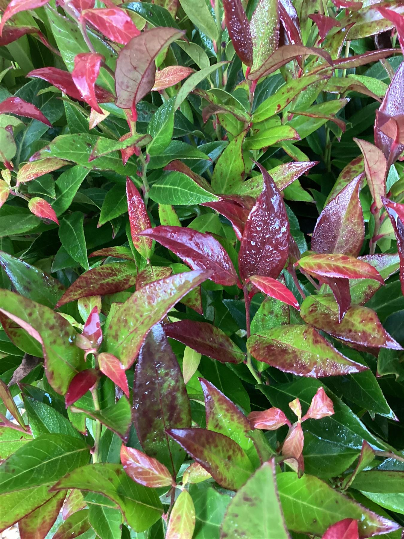 Leucothoe Scarletta ('Zeblid') | Switch Ivy - 50-60cm, 7lt