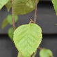 Himalayan Silver birch 'Snow Queen' | Betula utilis - Height 210-230cm - 12lt