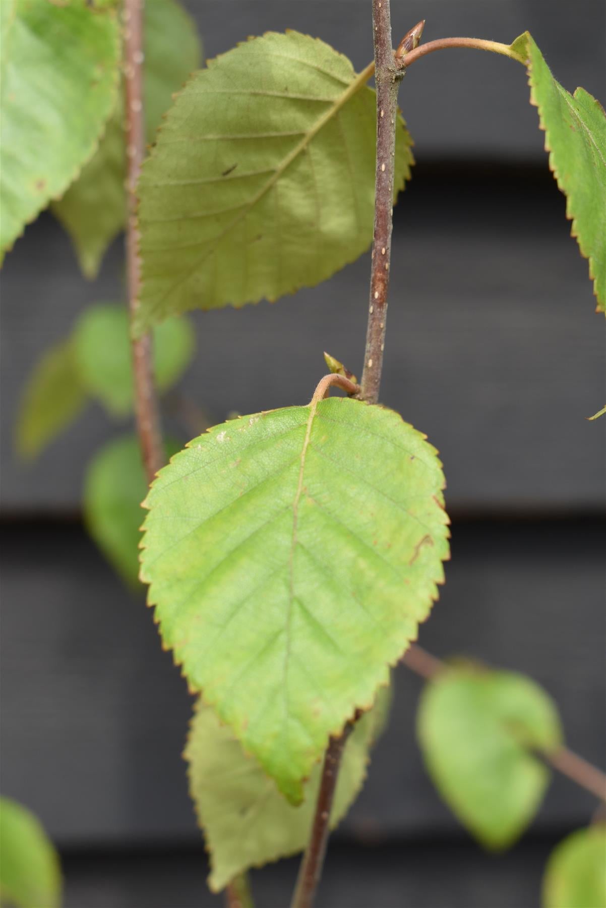 Himalayan Silver birch 'Snow Queen' | Betula utilis - Height 210-230cm - 12lt