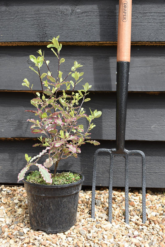 Pittosporum tenuifolium 'Elizabeth' - 15-25cm - 3lt