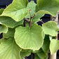 Actinidia deliciosa 'Jenny' - 200-220cm - 30lt