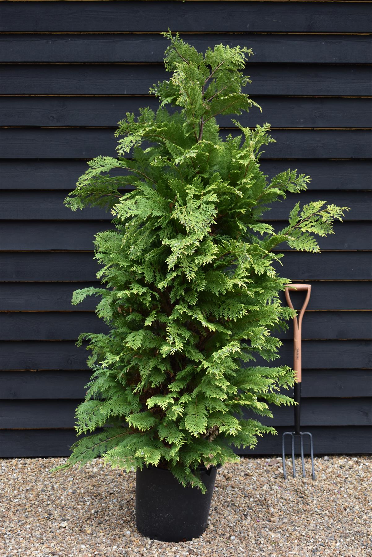 Chamaecyparis lawsoniana 'Stardust' Lawson's cypress - 170-180cm - 30lt