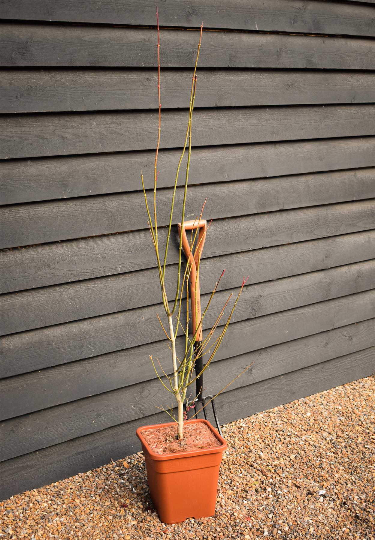 Acer palmatum 'Jordan' | Japanese maple 'Jordan' - Narrow - 140-150cm - 18-20lt