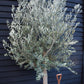 Olive Tree Picual | Olea Europea - Girth 30-36cm - Clear Stem 50-80cm - Height 250-300cm - 70lt