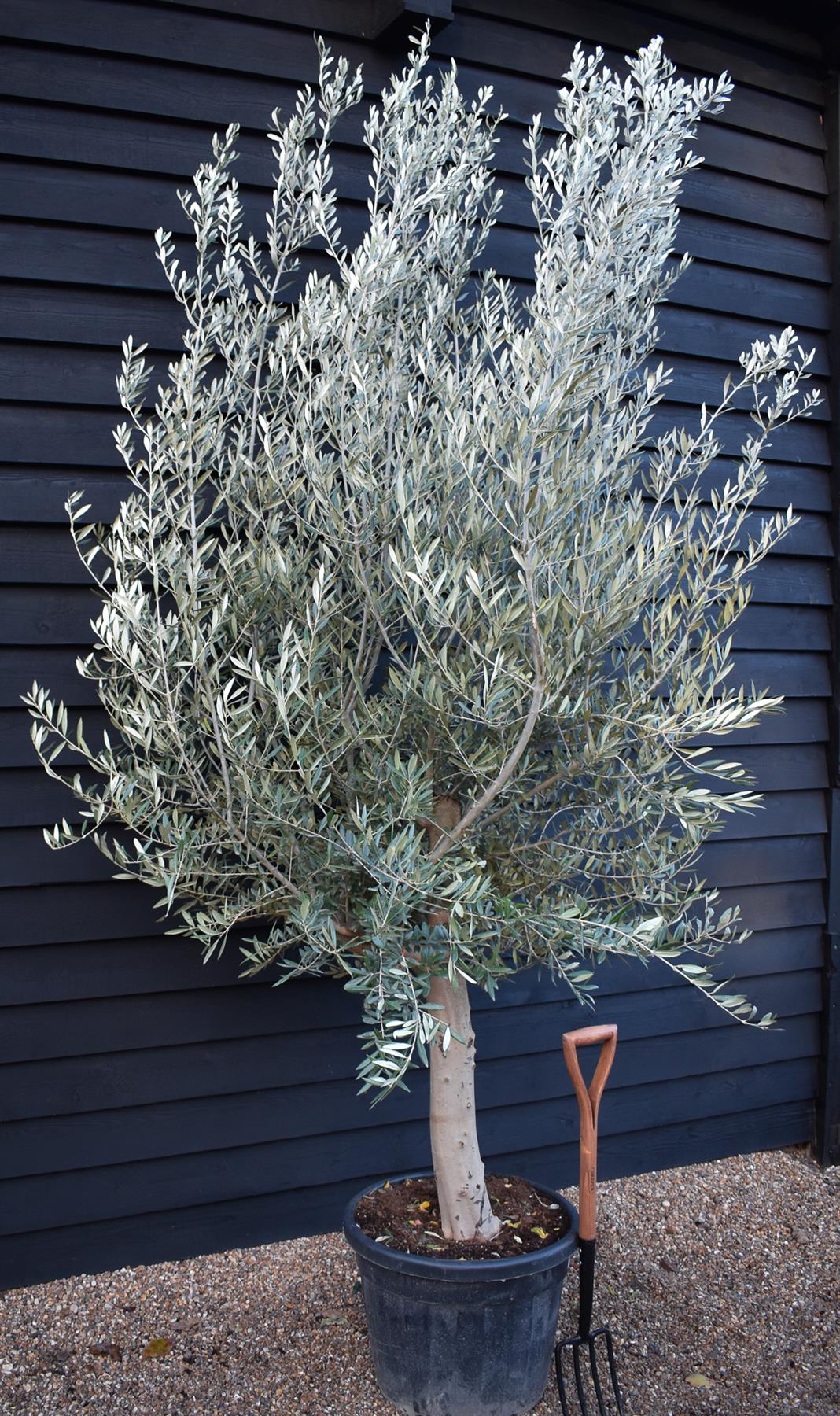 Olive Tree Picual | Olea Europea - Girth 30-36cm - Clear Stem 50-80cm - Height 250-300cm - 70lt