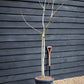 Fig | Ficus carica 'Ice Crystal' - Half Standard - Height 180-200cm - 35lt