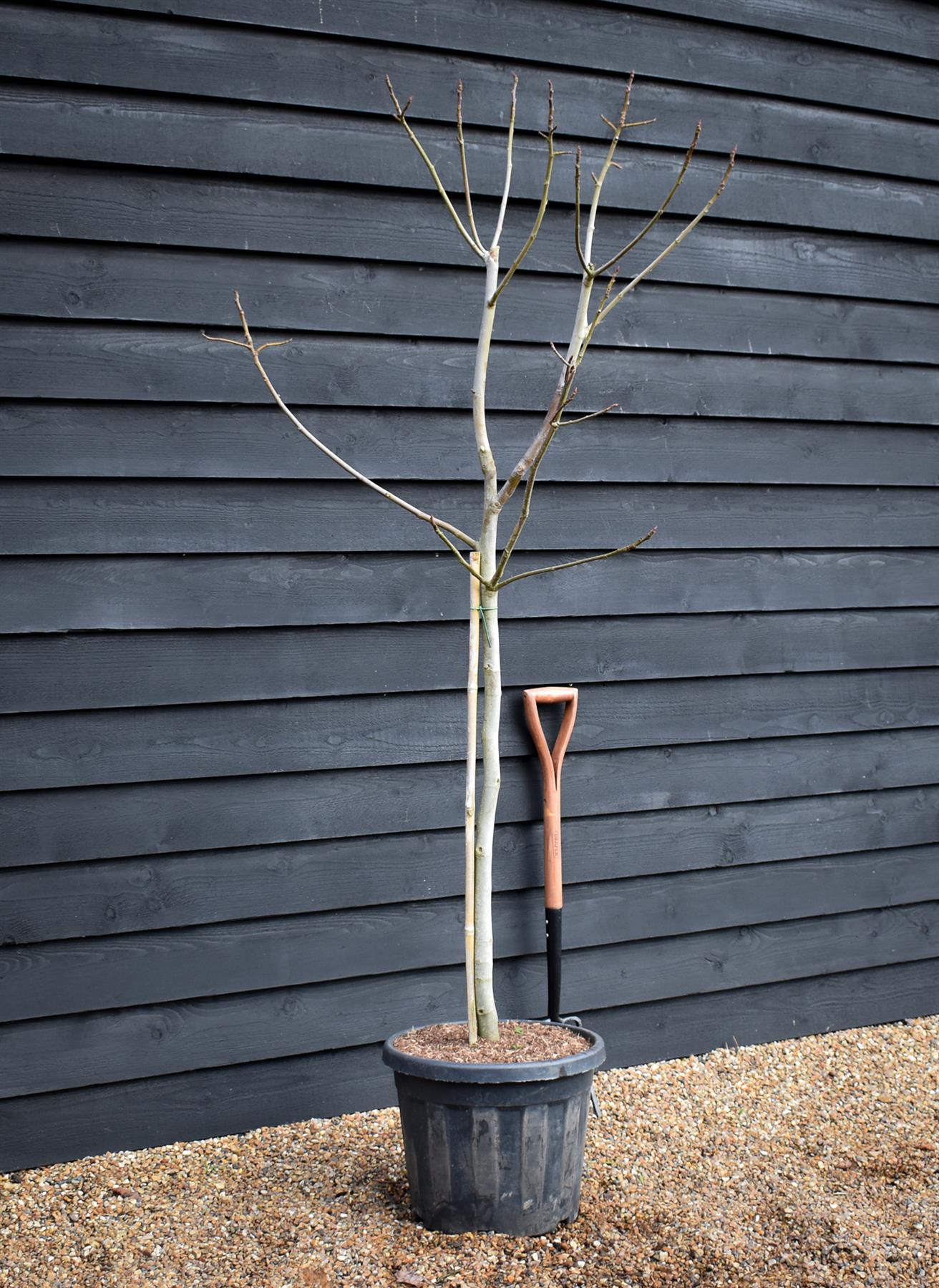 Fig | Ficus carica 'Ice Crystal' - Half Standard - Height 180-200cm - 35lt