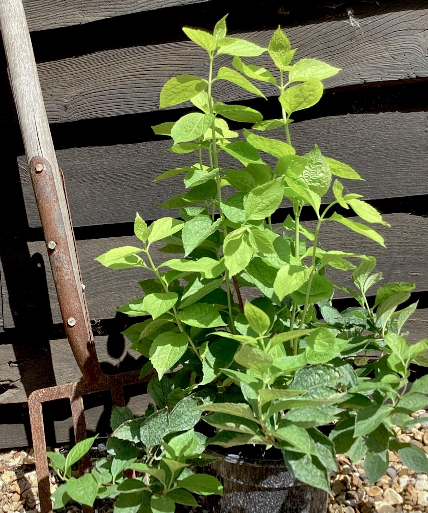 Philadelphus Coronarius Aureus - 55-65cm - 3lt