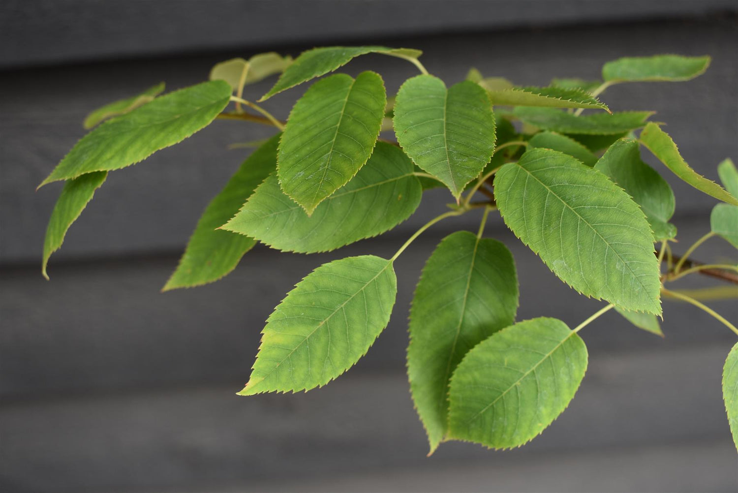 Amelanchier x grandiflora 'Robin Hill' - 220-250cm - 20lt