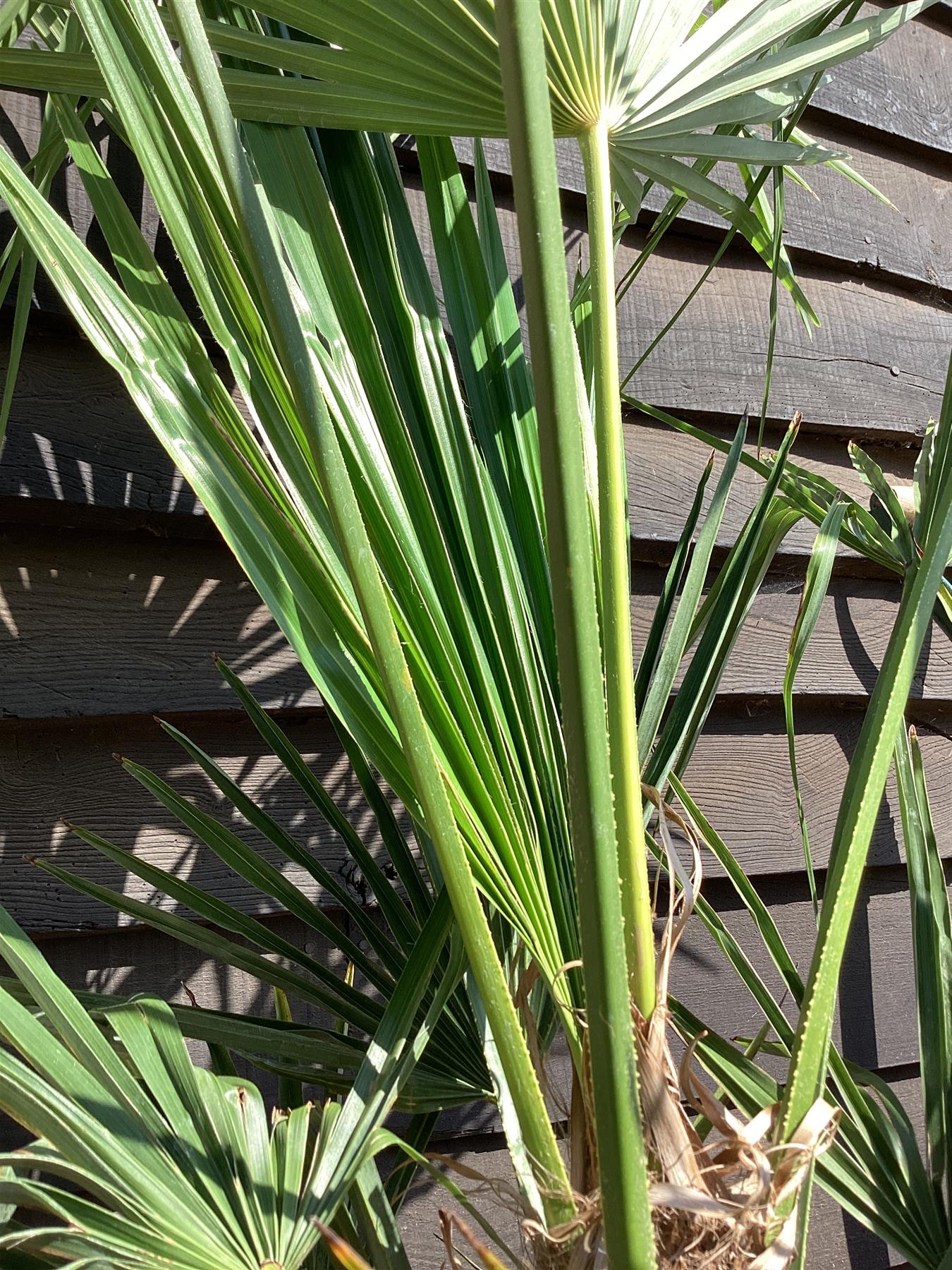 Trachycarpus fortunei | Chusan Palm - 70-90cm, 10lt