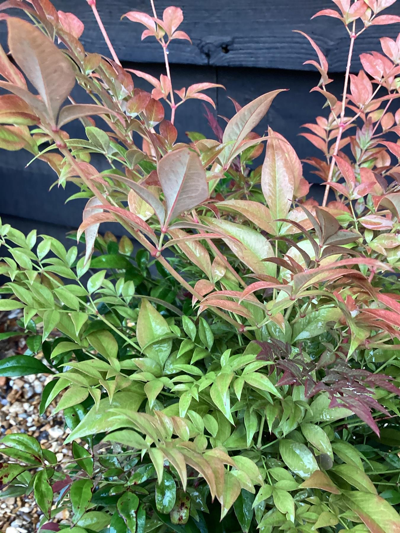 Nandina domestica 'Gulf Stream' - 7lt