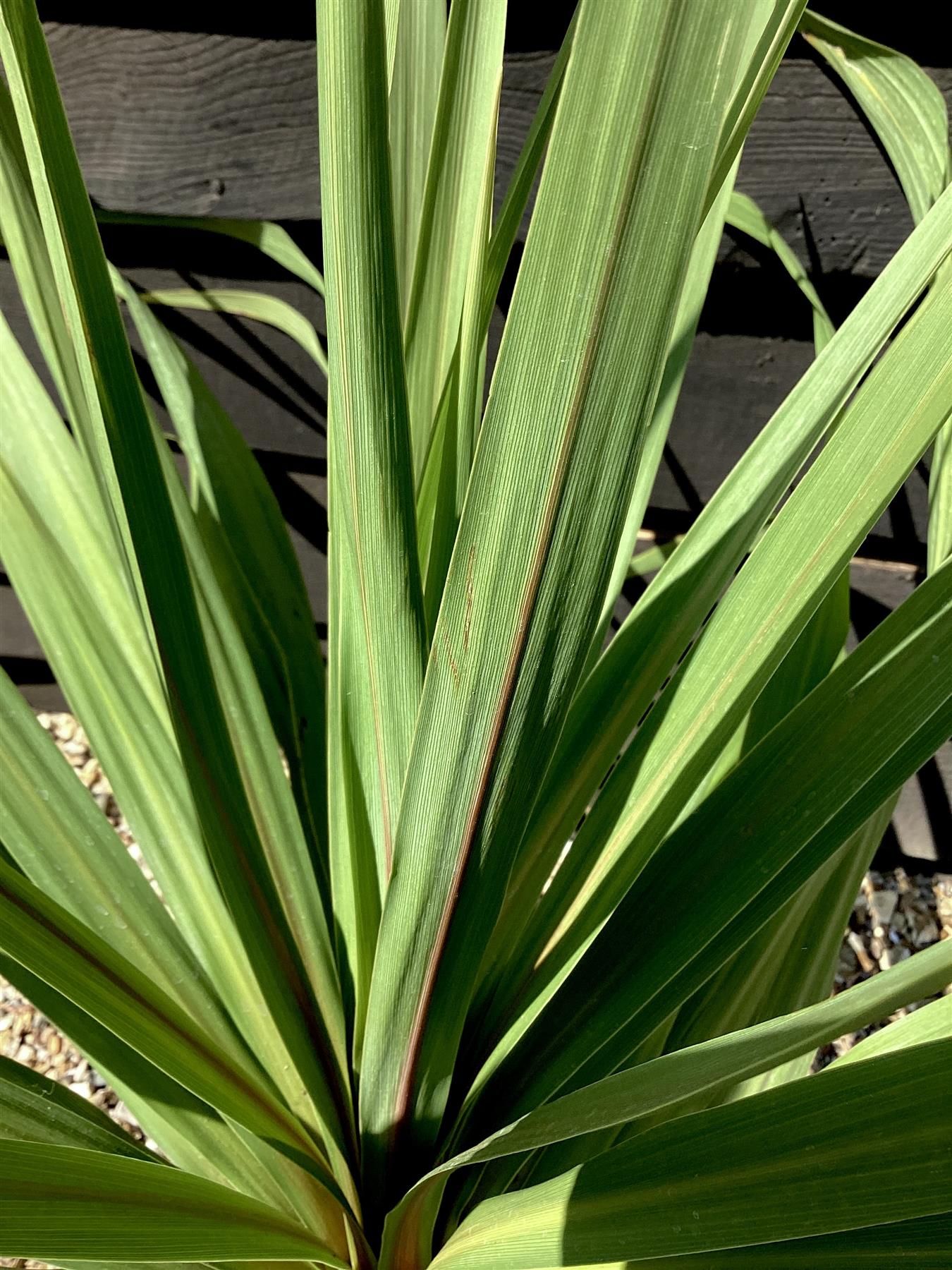 Cordyline australis Peko | Peko 60-80cm - 7lt