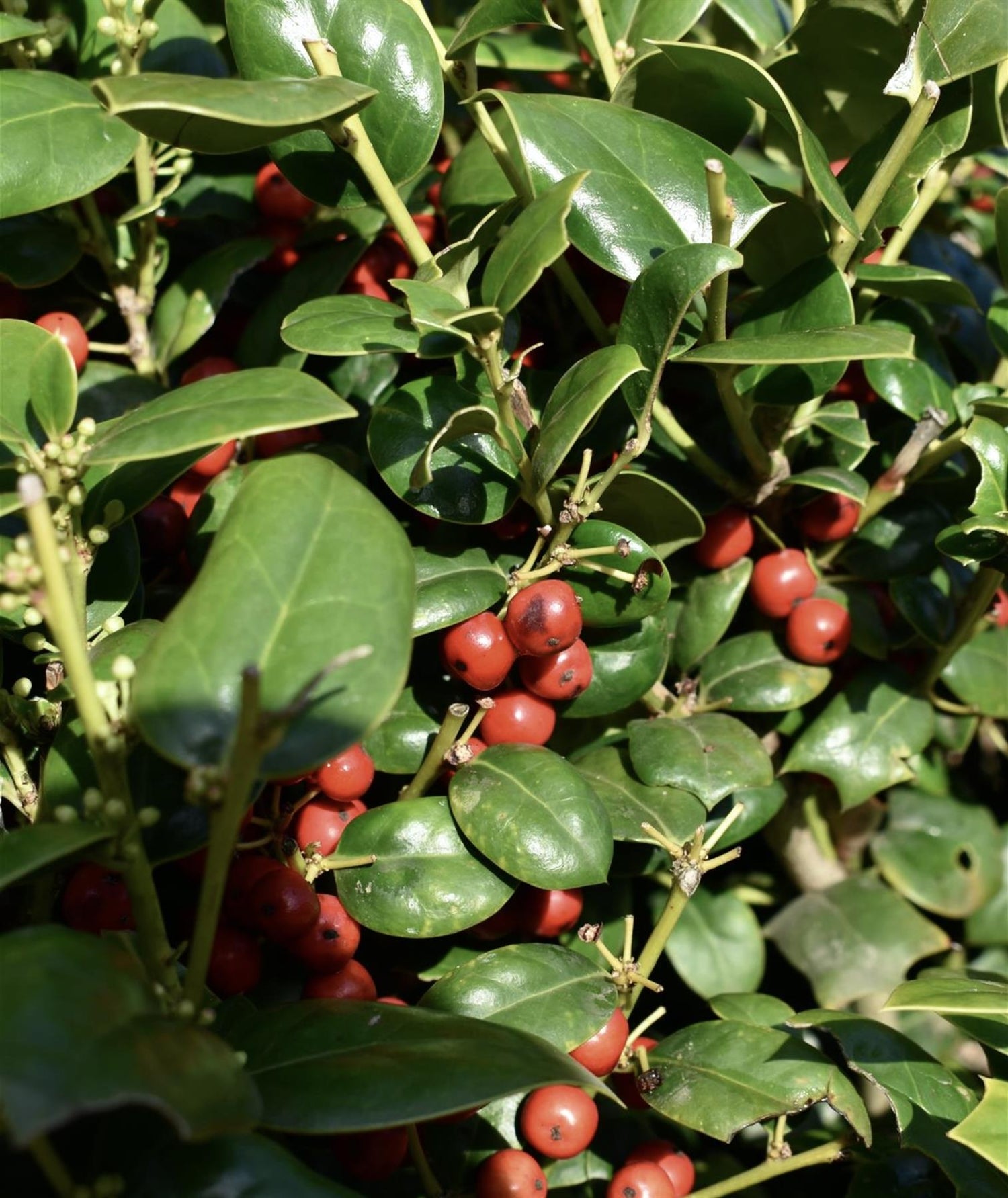 Ilex 'Nellie R. Stevens' | Holly Ball - Width 70cm - 40lt