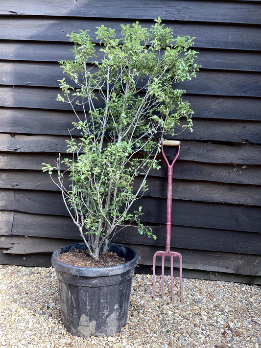 Pittosporum Gold King - 120-150cm, 30lt