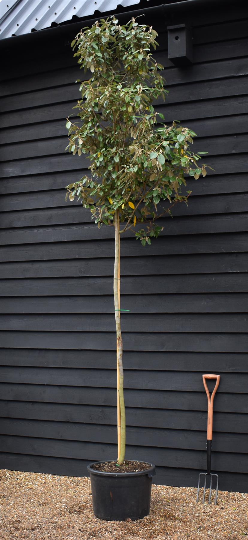 Elaeagnus ebbingei Tree | Ebbinge's silverberry - Girth 8-10cm - 310-330cm - 50lt