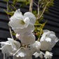 Prunus Shirotae |Flowering Cherry 'Shirotae' - Girth 10-12cm - Height 320-340cm, 70lt