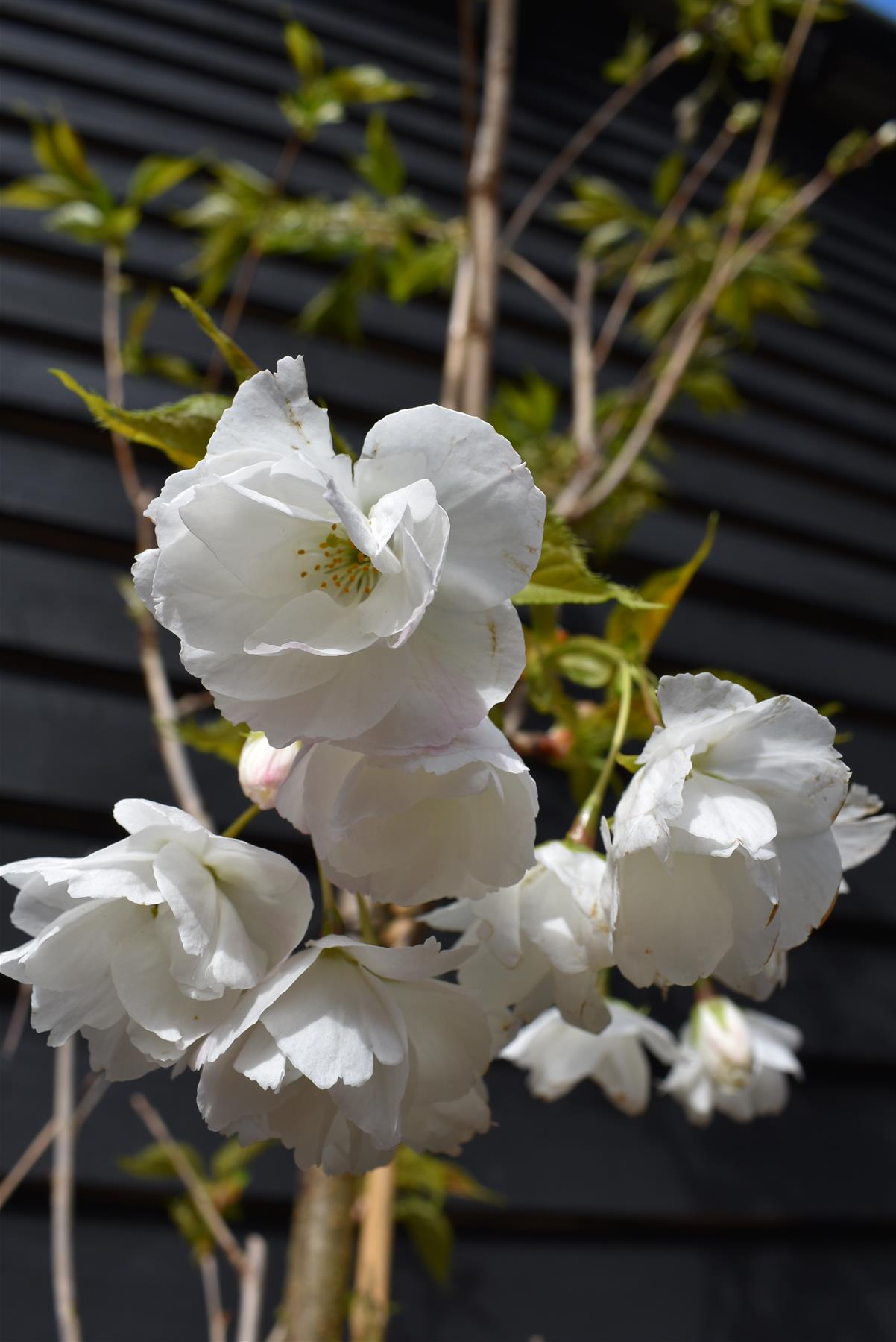 Prunus Shirotae |Flowering Cherry 'Shirotae' - Girth 10-12cm - Height 320-340cm, 70lt