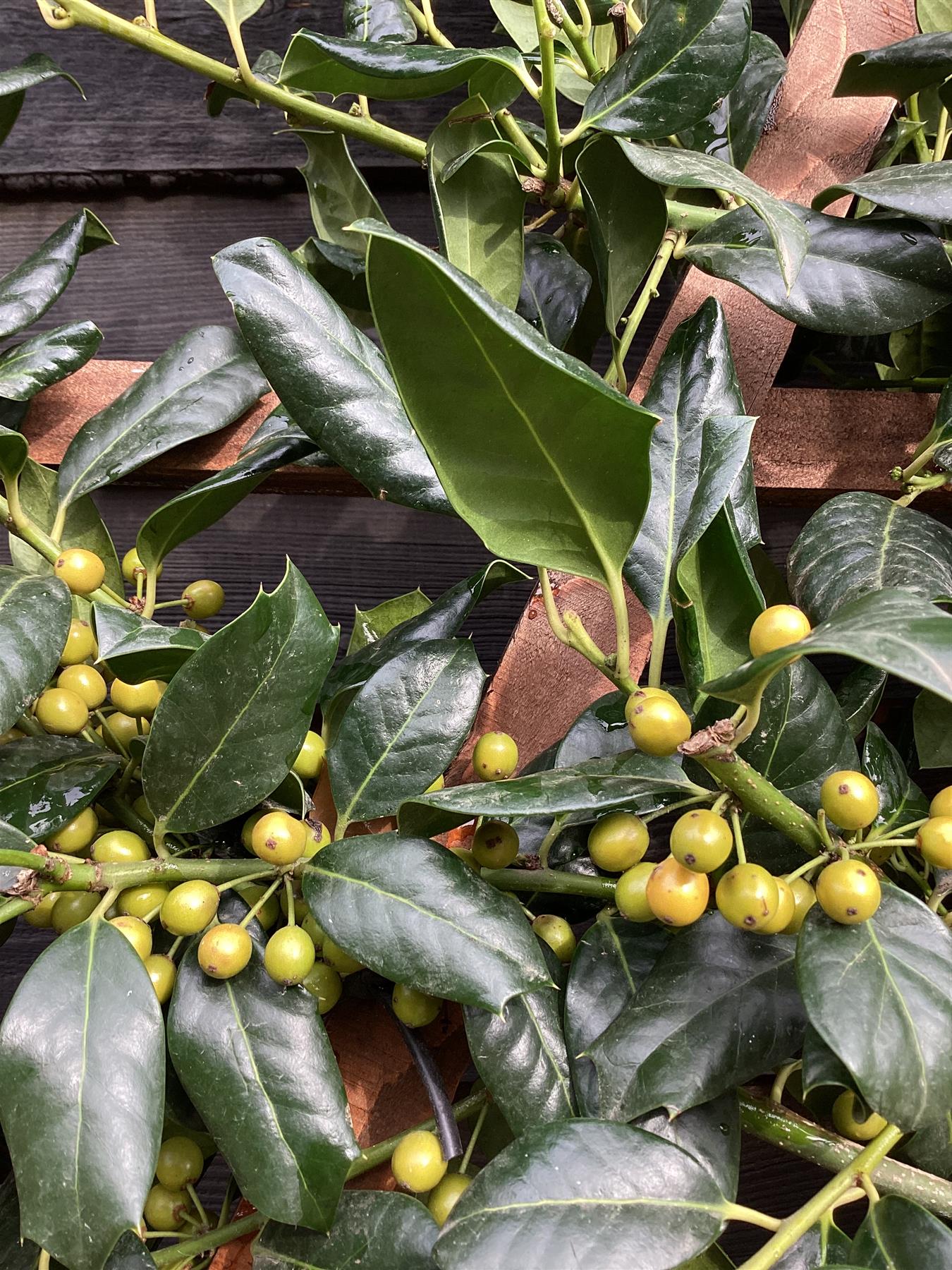 Ilex 'Nellie R. Stevens' | Holly - Clear Stem 200cm - Espalier/Pleached 120-100cm - Girth 10-12cm - 55lt