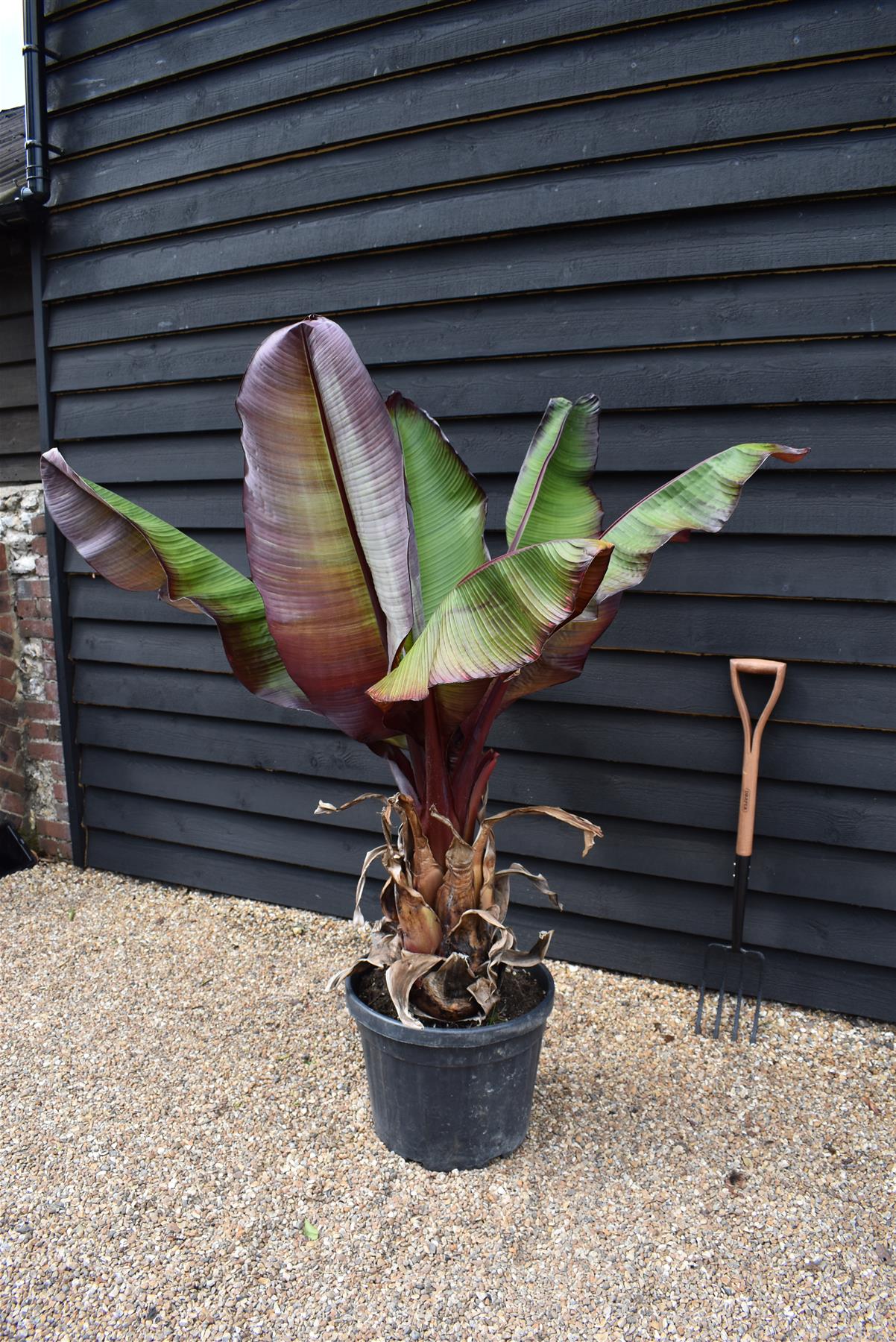 Ensete ventricosum 'Maurelii' | Red Abyssinian banana 110-130cmPalm  - 40lt