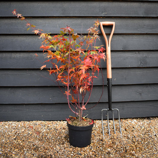 Japanese Maple Generic | Acer palmatum  - Height 70-80cm - 4lt