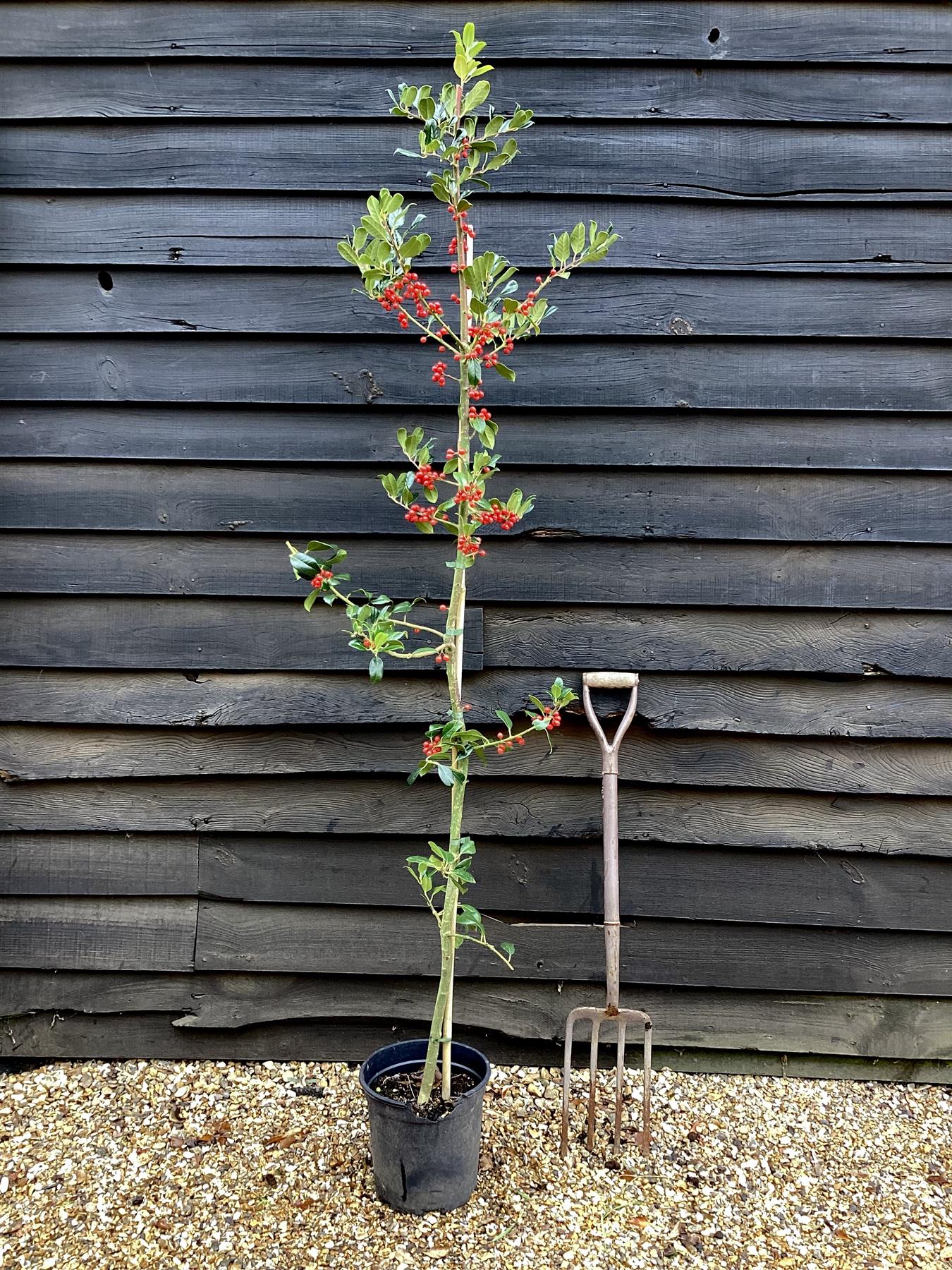 Ilex Aquifolium J.C. Van Tol | Holly 'J.C. van Tol' - 140-160, 10lt