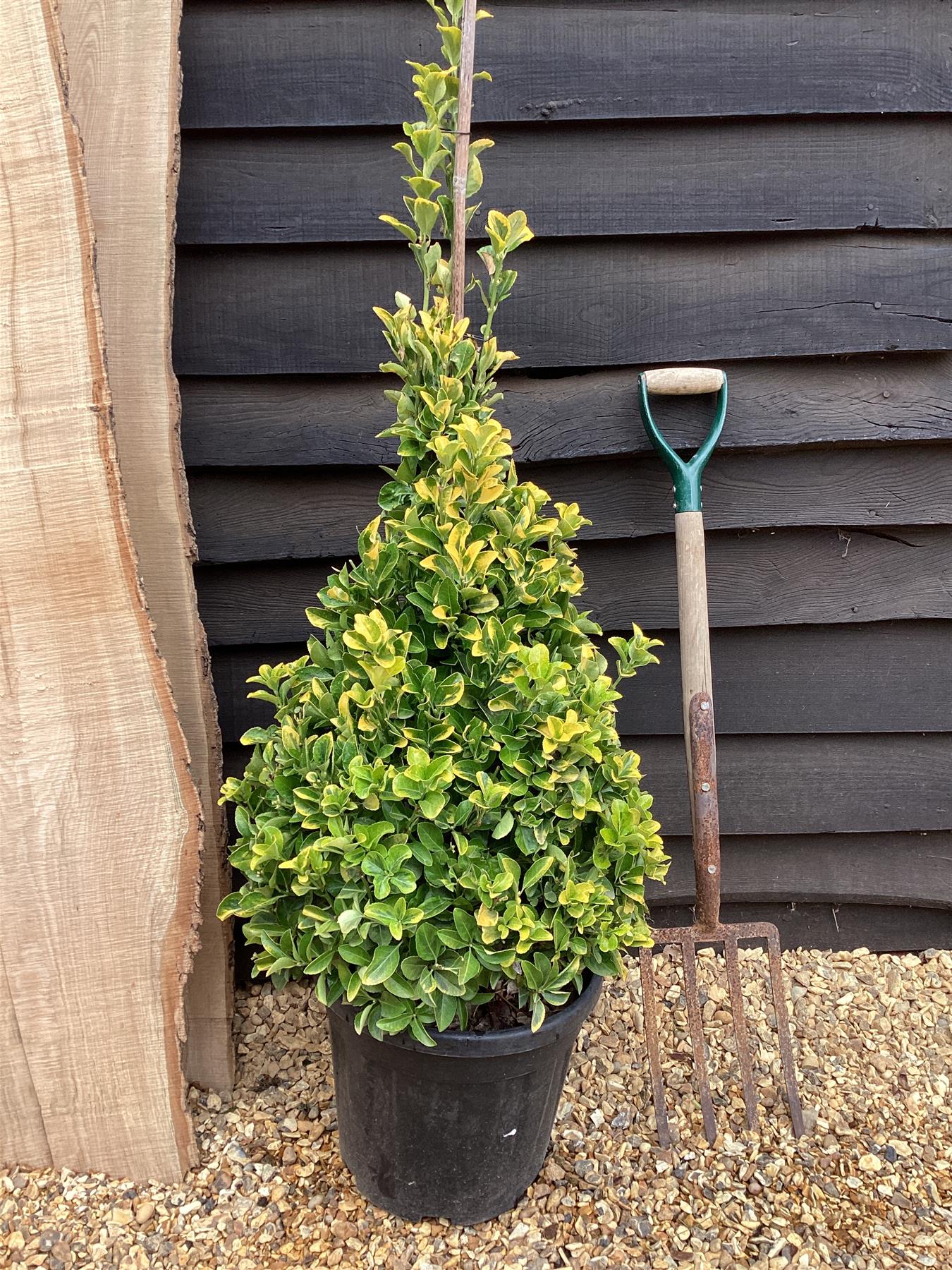 Euonymus japonicus 'Aureus' | Spindle 'Ovatus Aureus' - Pyramid - 130-140cm, 20lt