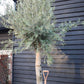 Olive Tree | Olea Europea - Clear Stem 100-120cm - Girth 55-65cm - Height 220-250cm - 130lt