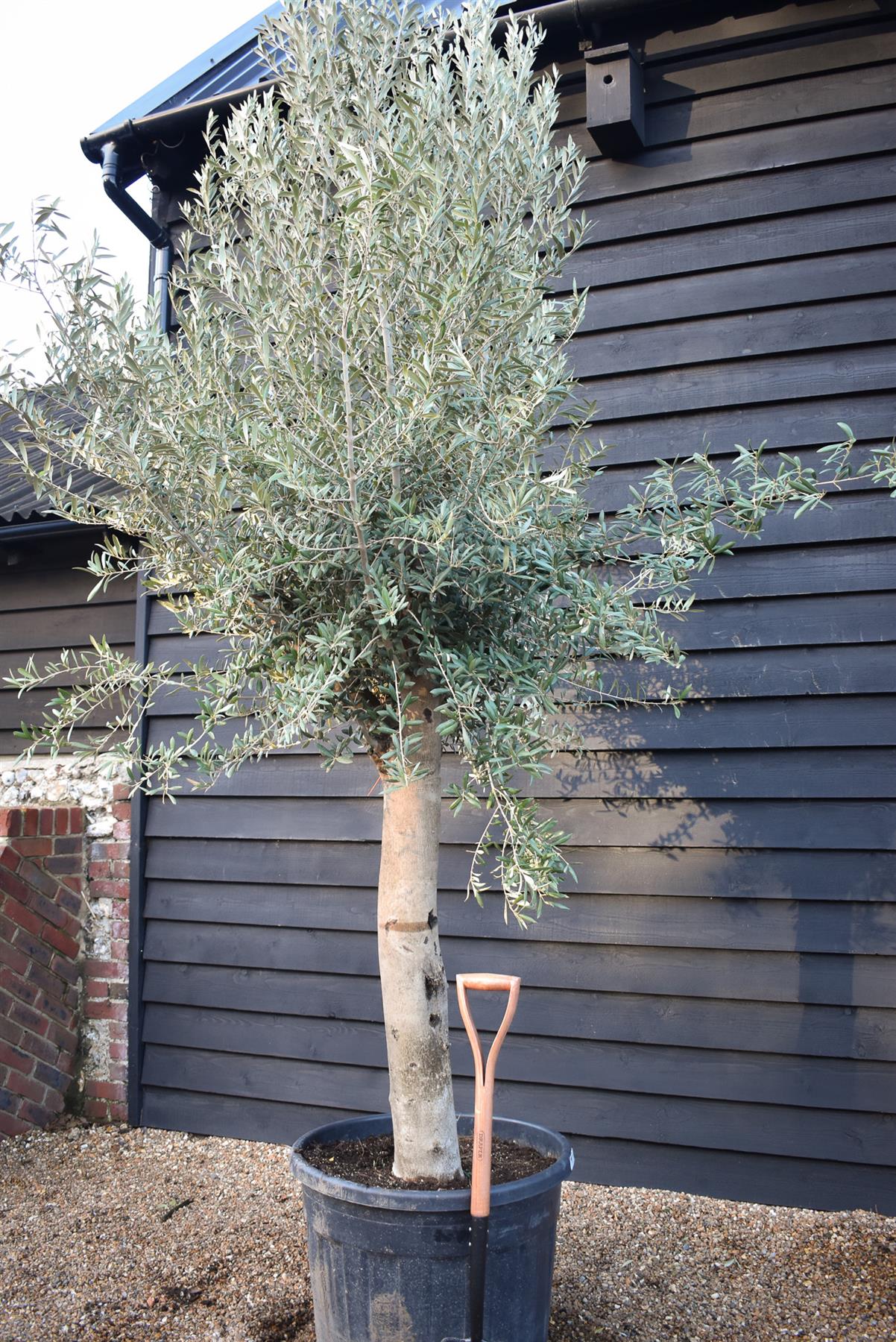 Olive Tree | Olea Europea - Clear Stem 100-120cm - Girth 55-65cm - Height 220-250cm - 130lt