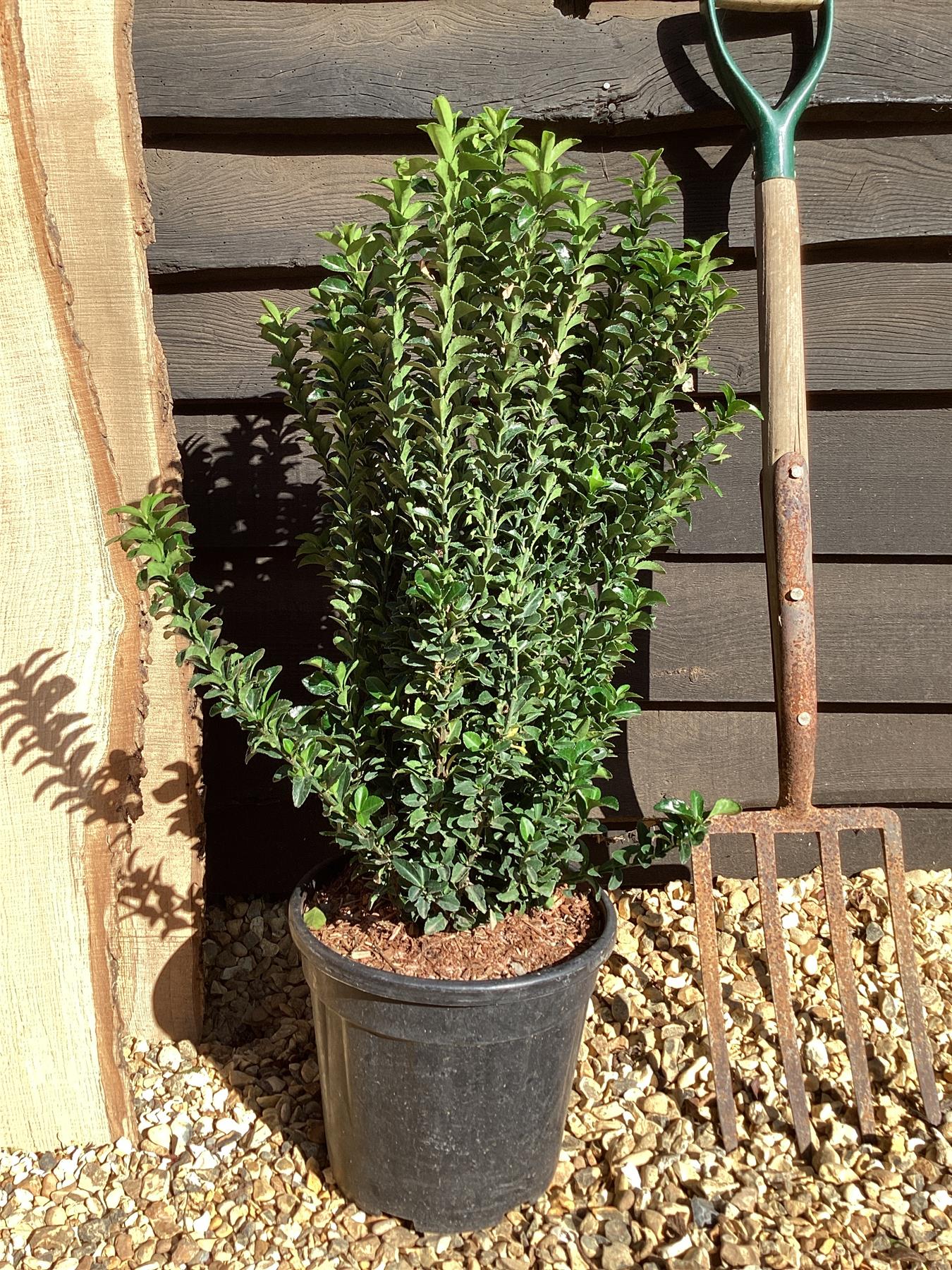 Euonymus japonicus 'Green Spire' - 10lt