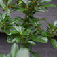 Pyracantha 'Orange Glow'  | Orange Firethorn 10-20cm - 3lt