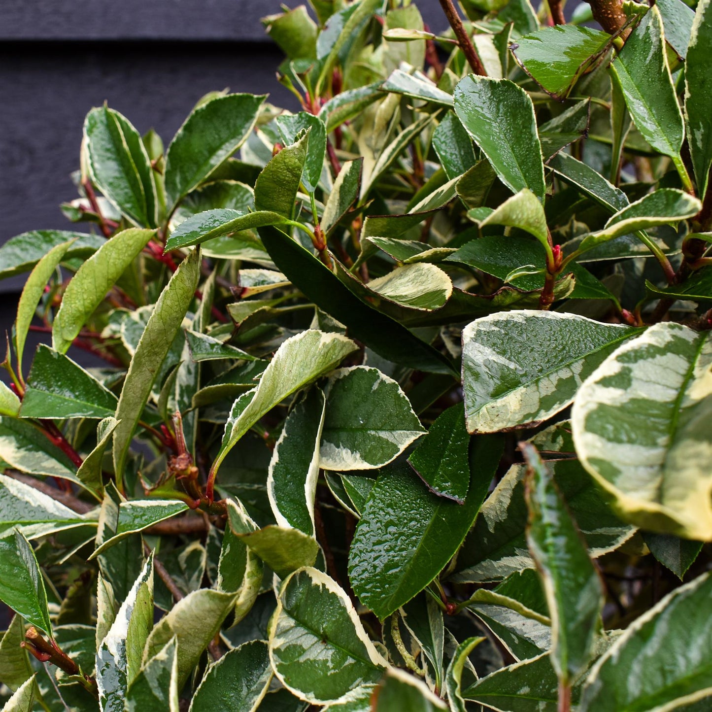 Photinia Pink Marble ('Cassini') | Christmas Berry Pink Marble - Stem 85-90cm - Height 130-140cm - 25lt