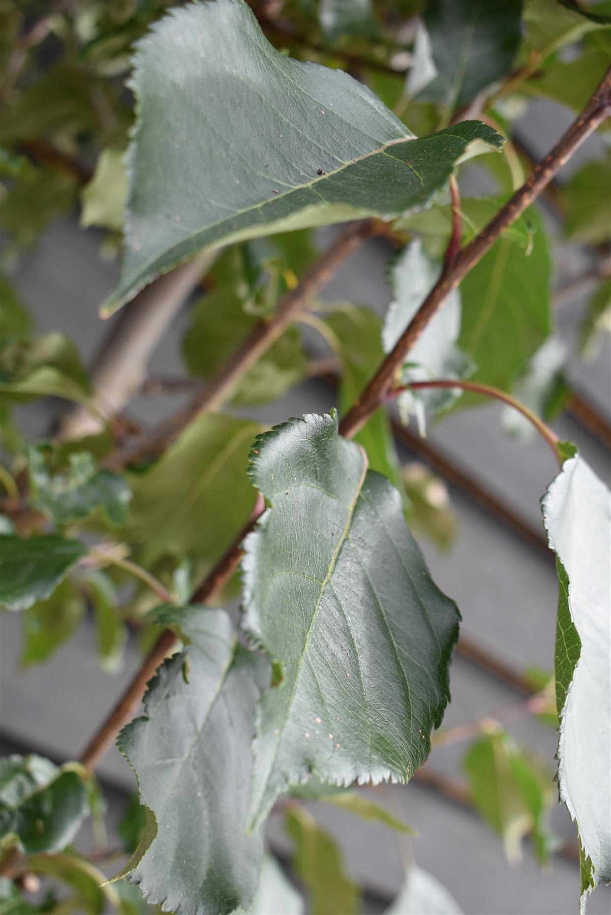 Malus 'Rudolph' - Clear Stem - Standard - Girth 8-10cm - Height 280-300cm - 70lt