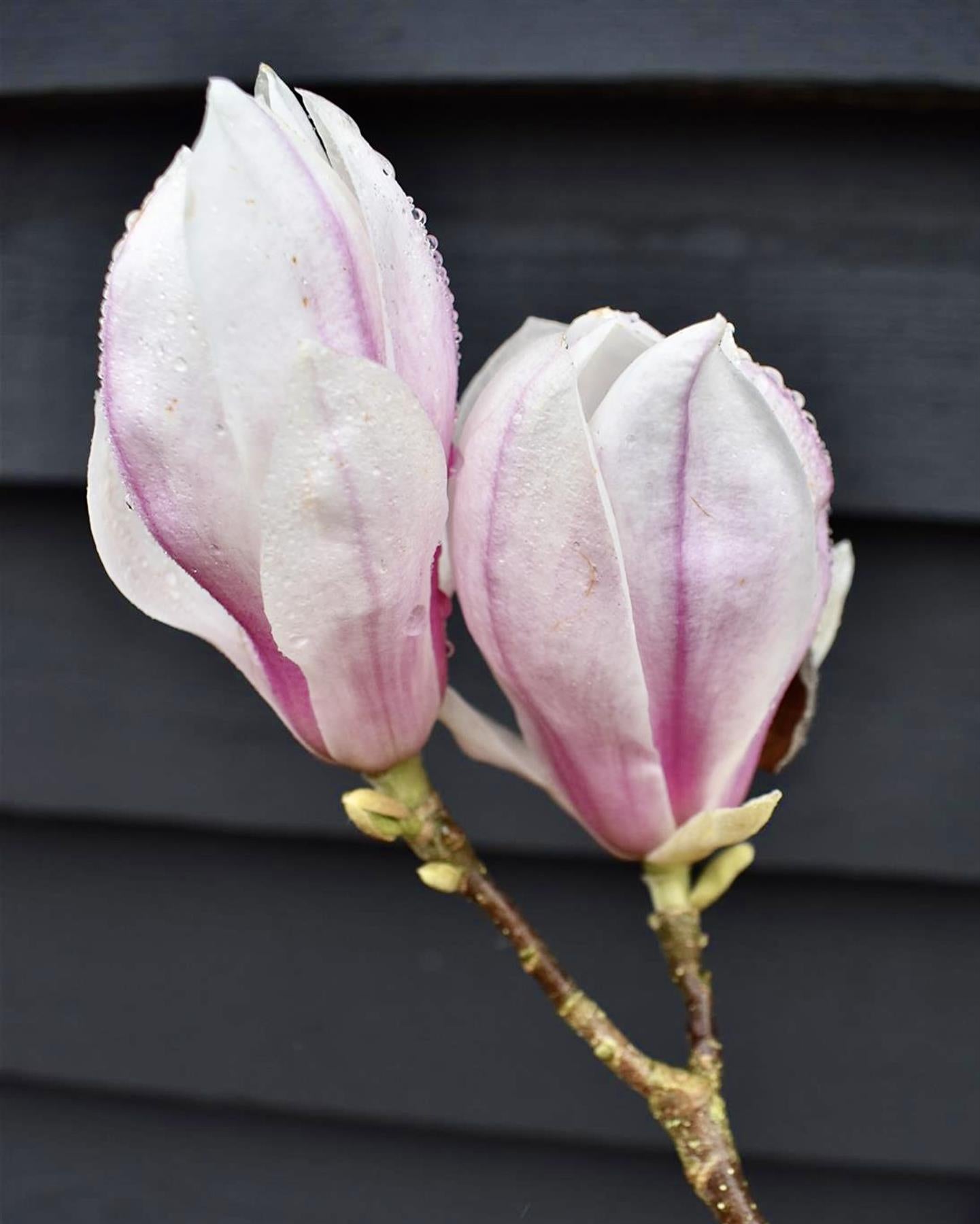 Magnolia x soulangeana | Saucer magnolia - Height 190-220cm - 10lt