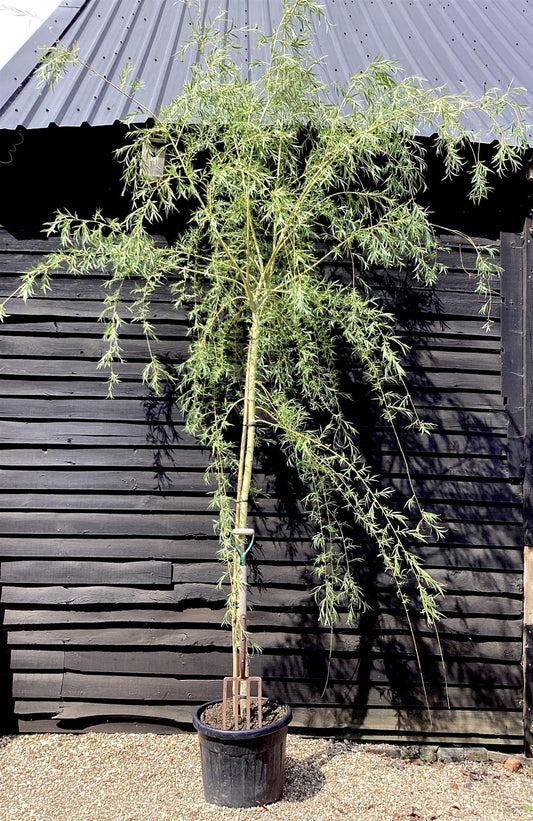 Salix Babylonica | Weeping Willow - Girth 16-18cm - Height 480-500cm - 130lt