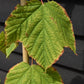 Acer pensylvanicum' | Moosewood Maple - 210-230cm - 20lt