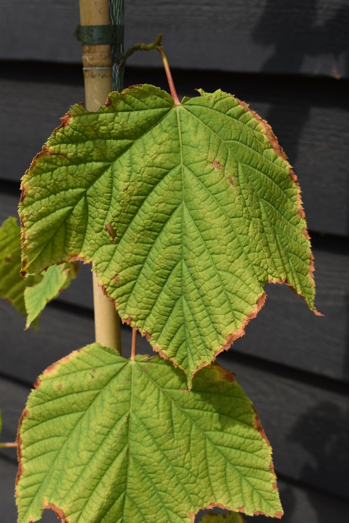 Acer pensylvanicum' | Moosewood Maple - 210-230cm - 20lt