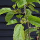 Morus alba 'Pendula' | Weeping White Mulberry - Girth 10cm - 230-250cm - 40lt