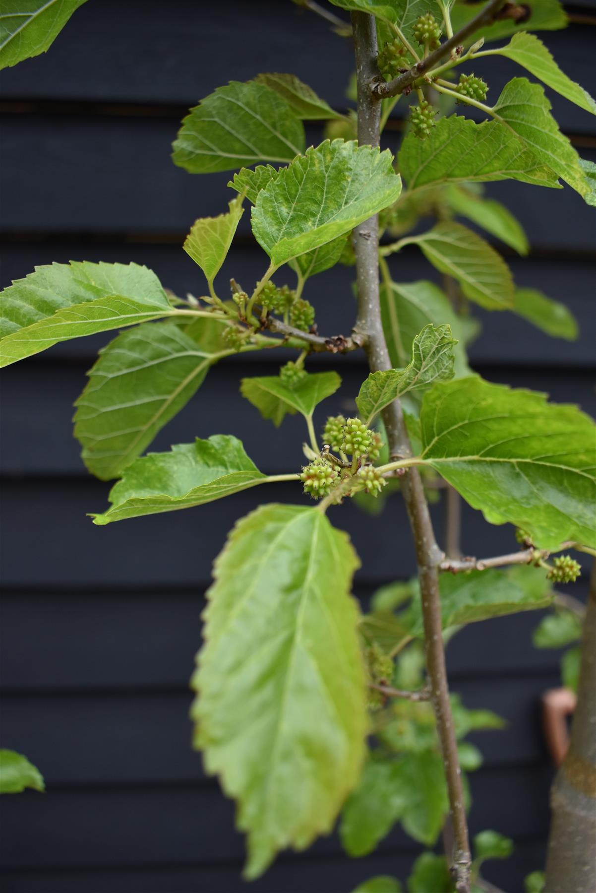 Morus alba 'Pendula' | Weeping White Mulberry - Girth 10cm - 230-250cm - 40lt