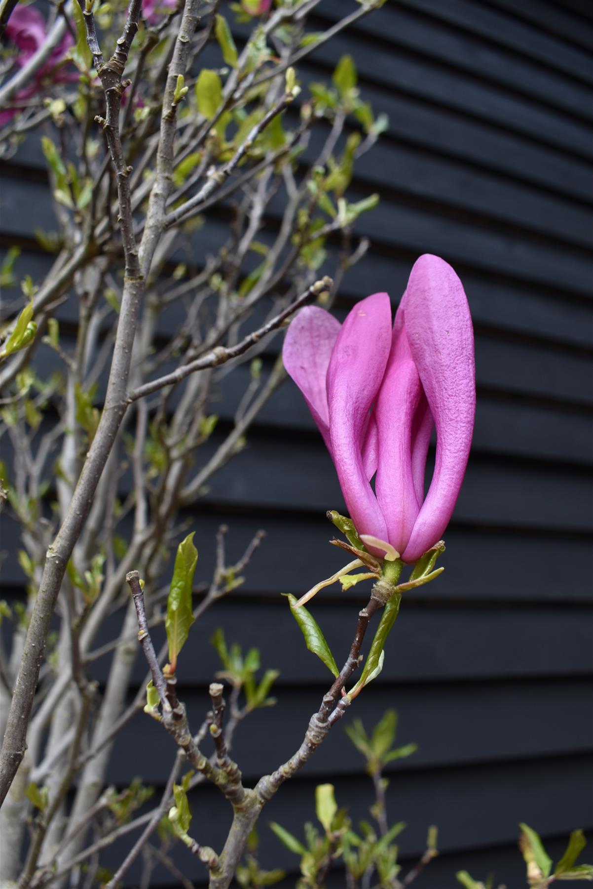 Magnolia Susan - Bush - 220-260cm - 90lt