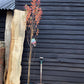 Amelanchier can. October Flame - Height 120-150cm, 10lt