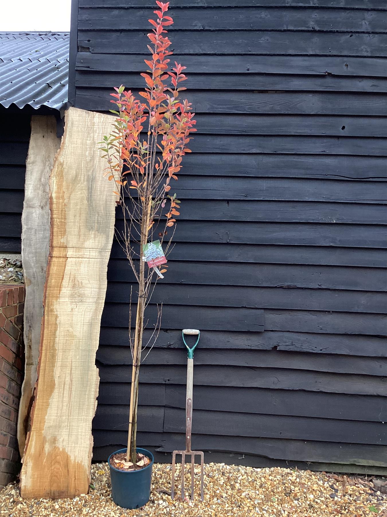 Amelanchier can. October Flame - Height 120-150cm, 10lt