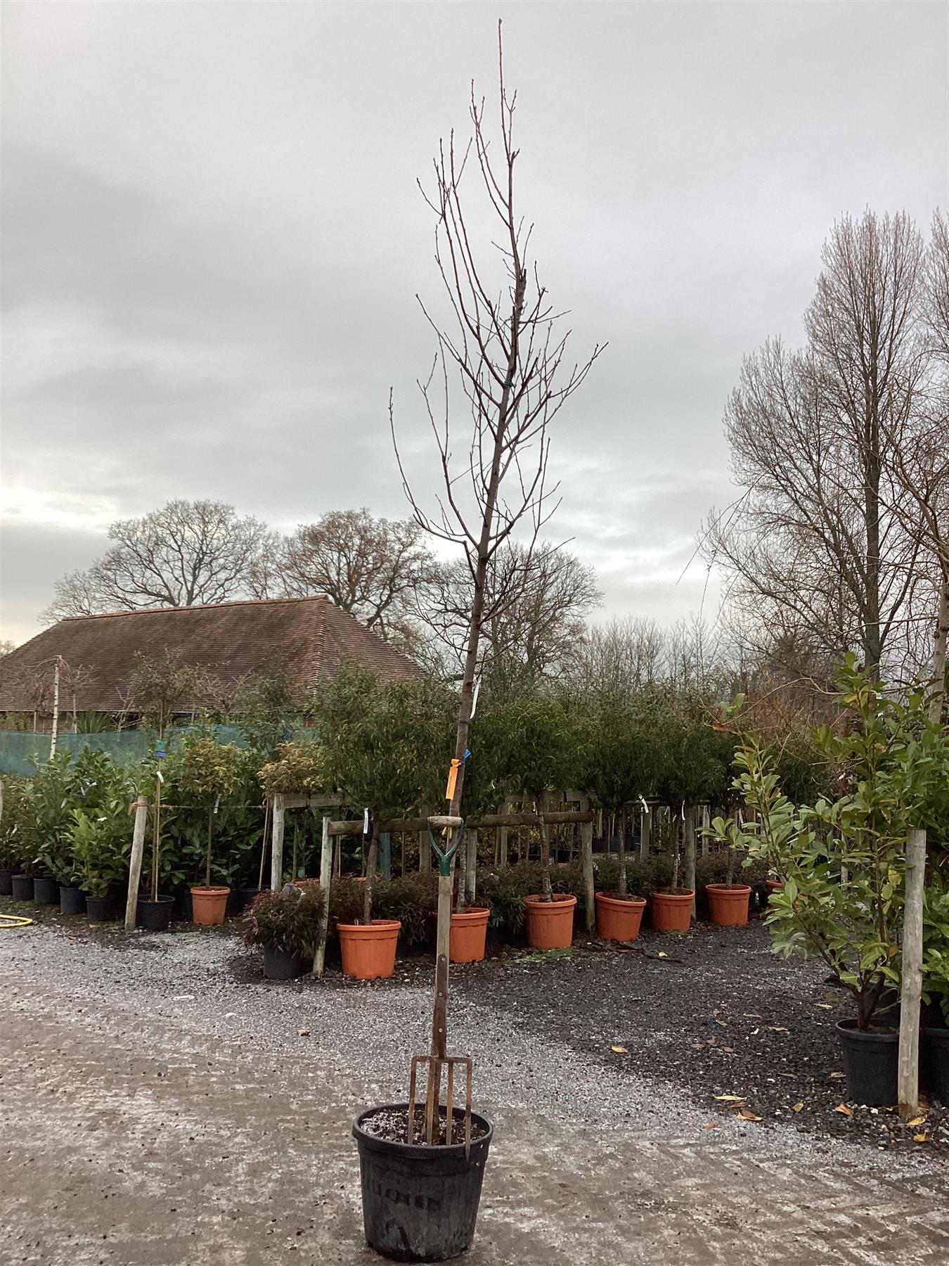 Prunus Padus | Bird Cherry - Girth 12-14 cm - 240-260cm - 45lt
