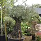 Olive Tree | Olea Europea 1/2 Std Crown - 200-210cm, 400lt