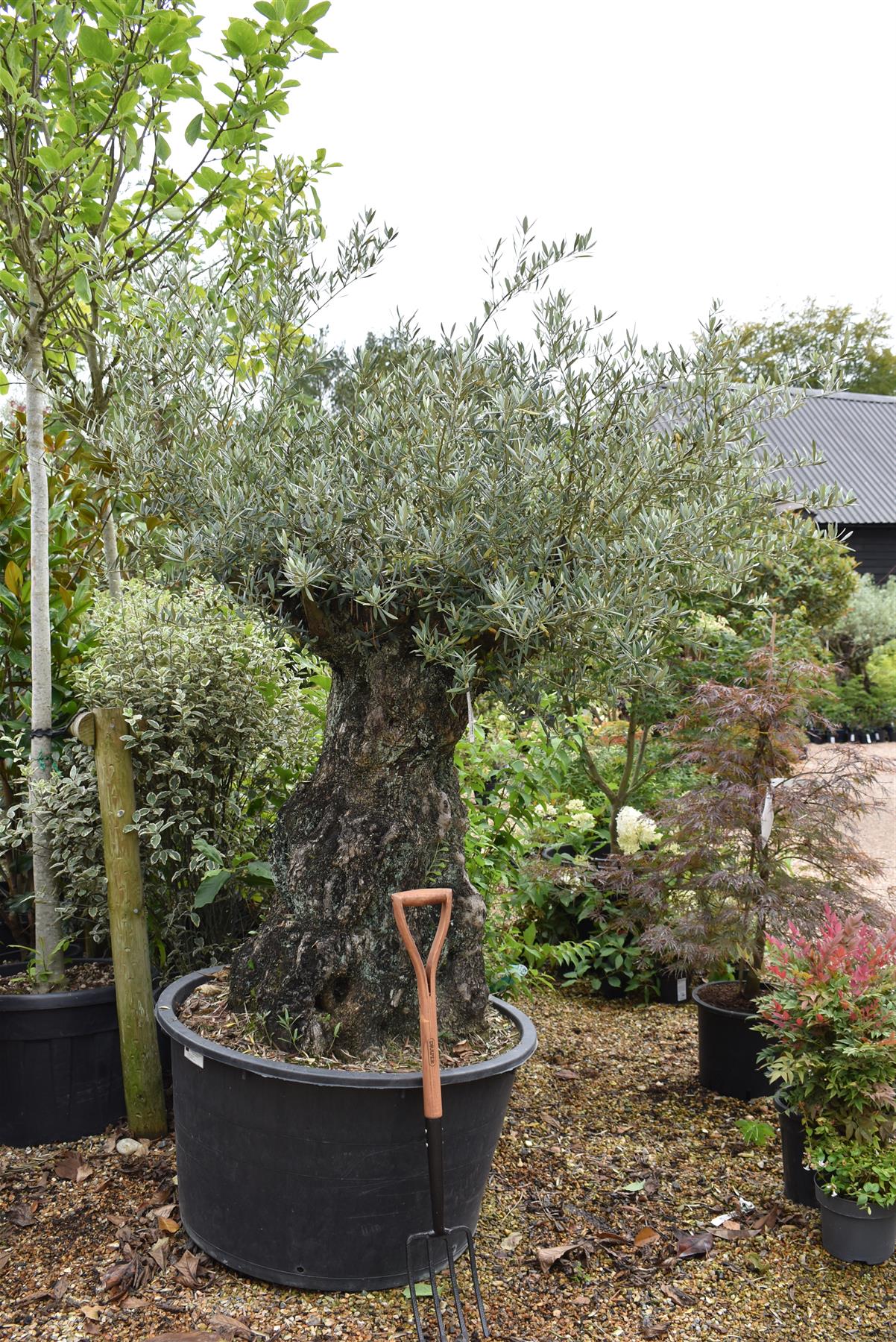 Olive Tree | Olea Europea 1/2 Std Crown - 200-210cm, 400lt