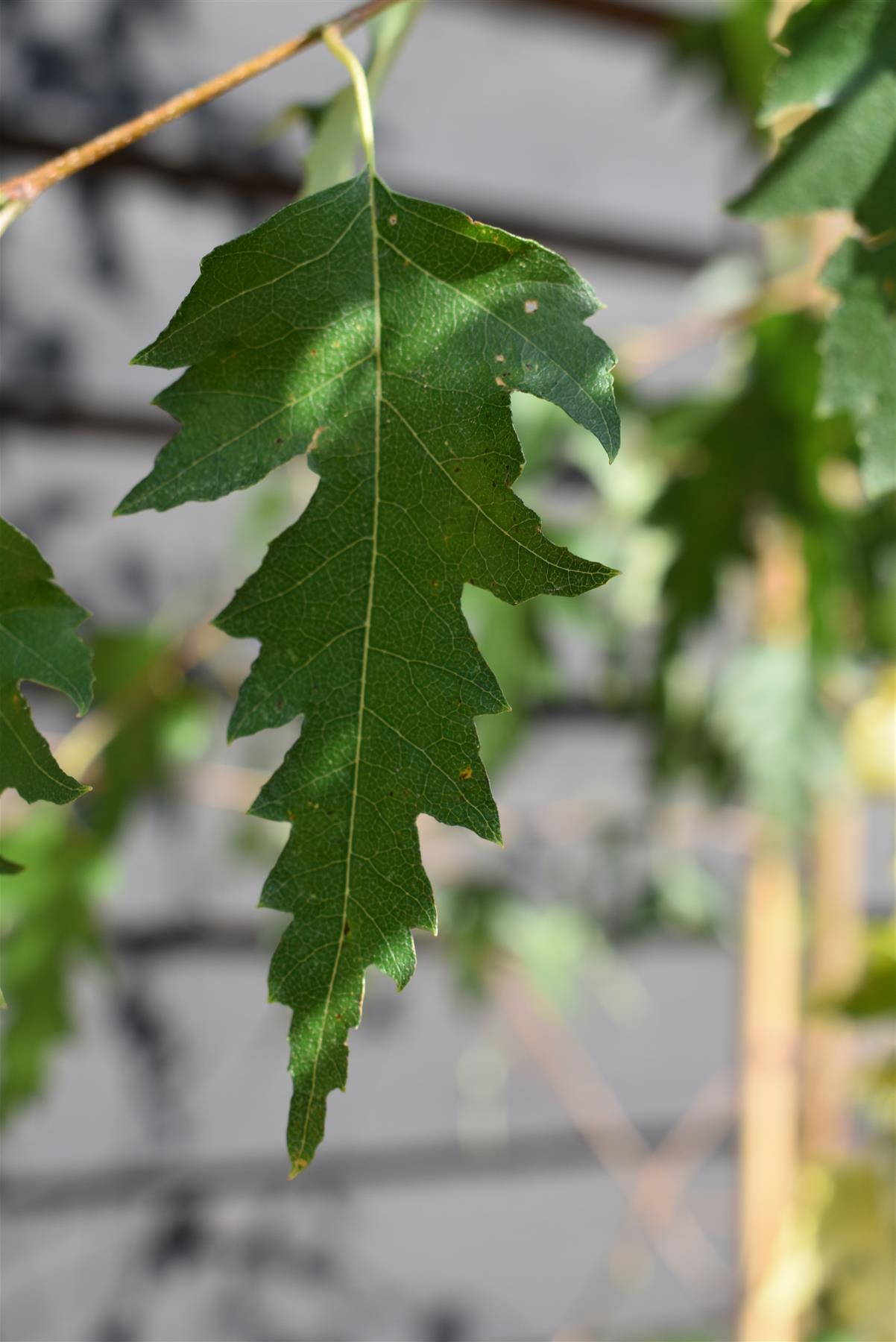 Silver Birch 'Dalecarlica' | Betula pendula - Height 200-220cm - 12lt