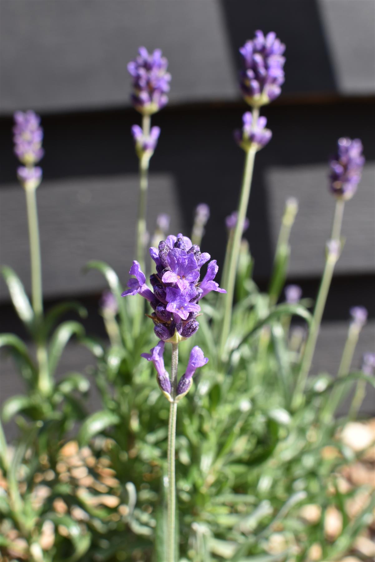 English Lavender 'Munstead' - 10-30cm, 2lt